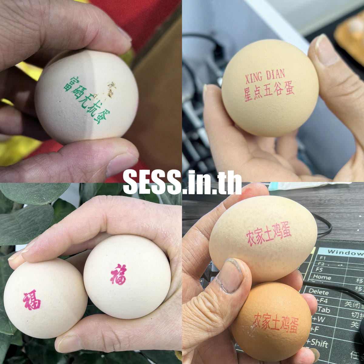 Egg coding machine - Image 4